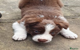 Border Collie dogs for sale: Beautiful farmhome bred Red and white Collies - Image 16