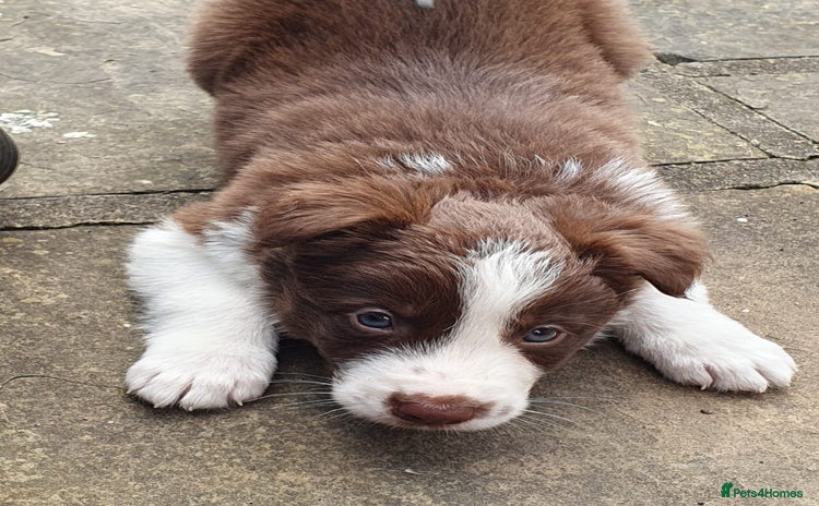 Border Collie dogs - Advert 1