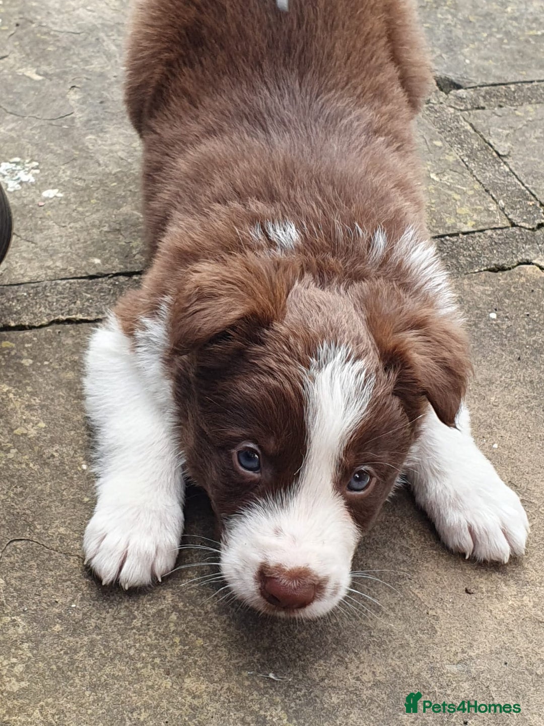 Border Collie dogs for sale: Beautiful farmhome bred Red and white Collies - Image 16
