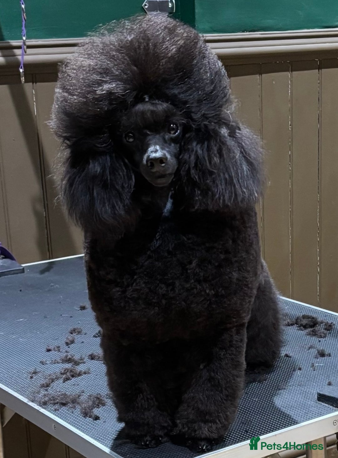 Toy Poodle dogs for sale: Show toy poodle  - Advert 5