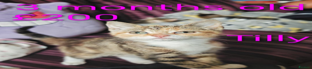 Tilly 