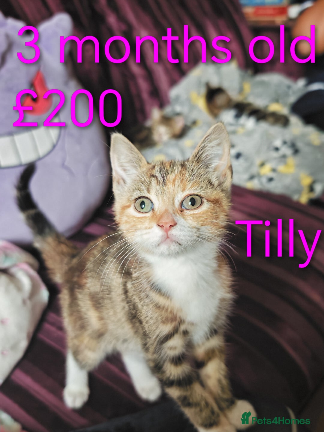 Khao Manee cats for sale: Mixed price Khao Manee kittens  - Image 10