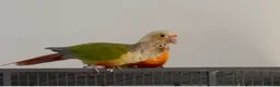 Conures birds for sale: Conure in Hessle - Advert 1