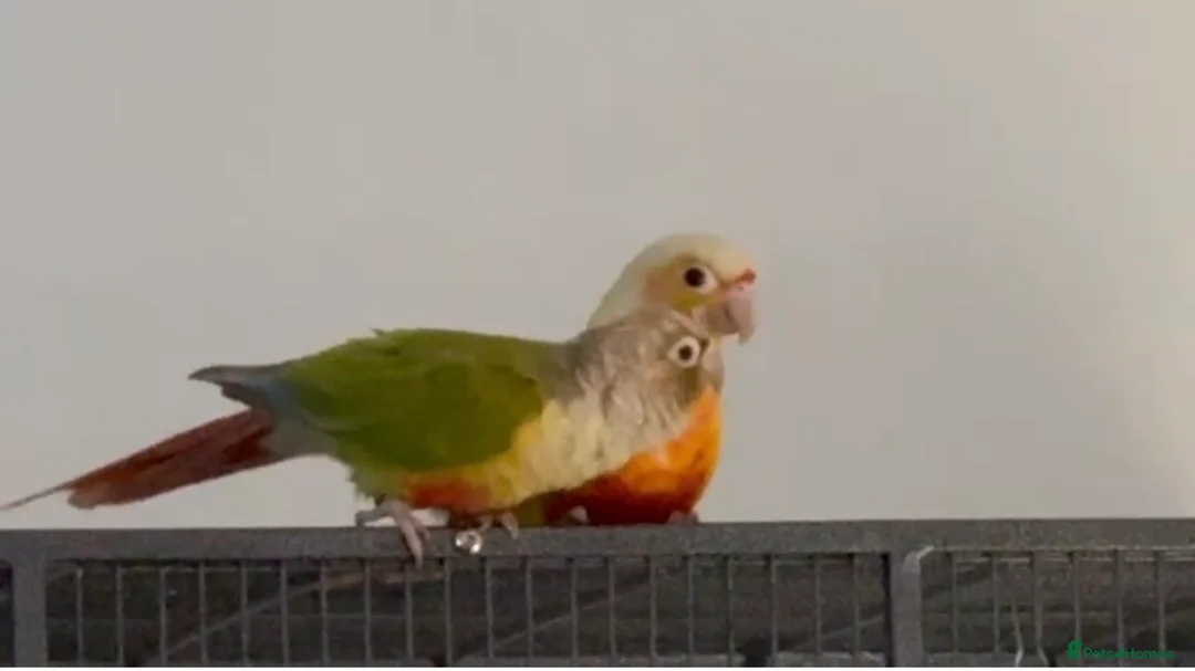 Conures birds for sale: Conure in Hessle - Advert 1