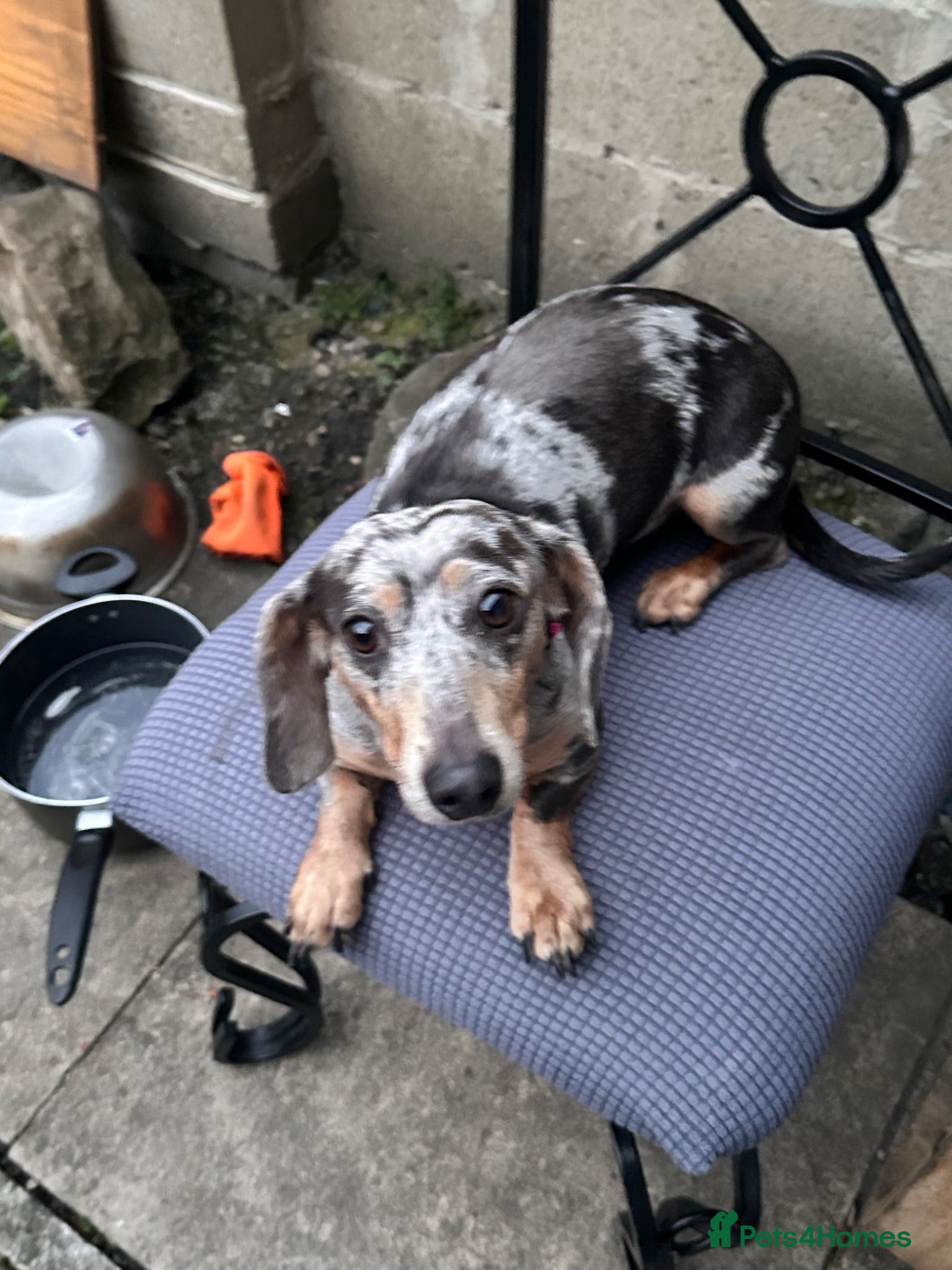 Dachshund dogs Beautiful dachshund female - Advert 1