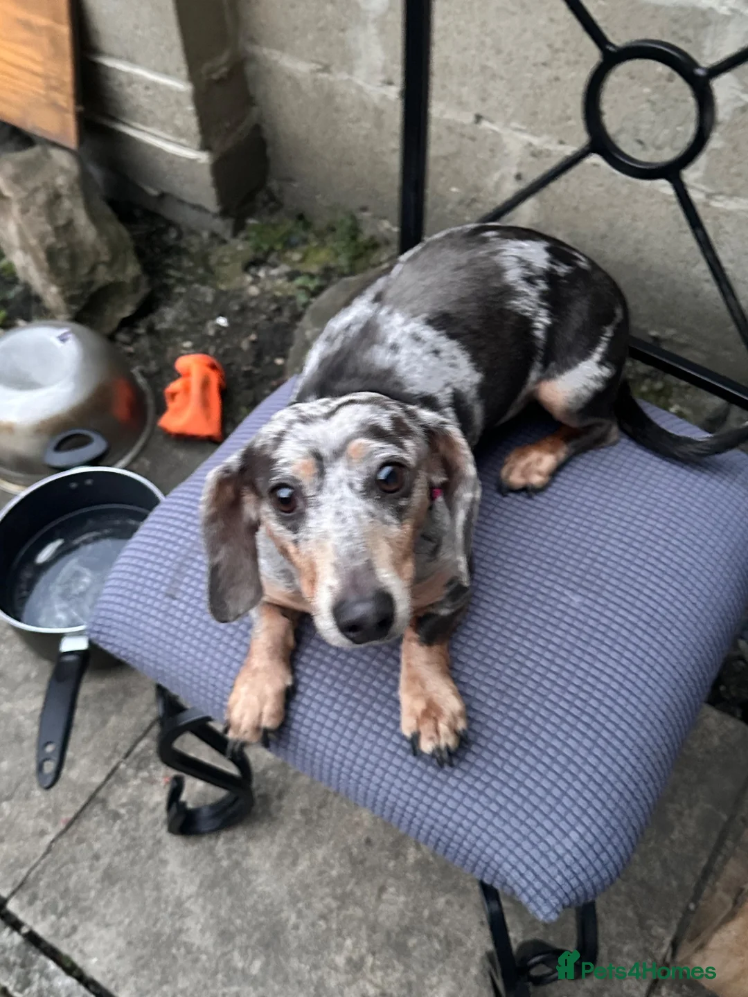 Dachshund dogs for sale: Beautiful dachshund female - Advert 1