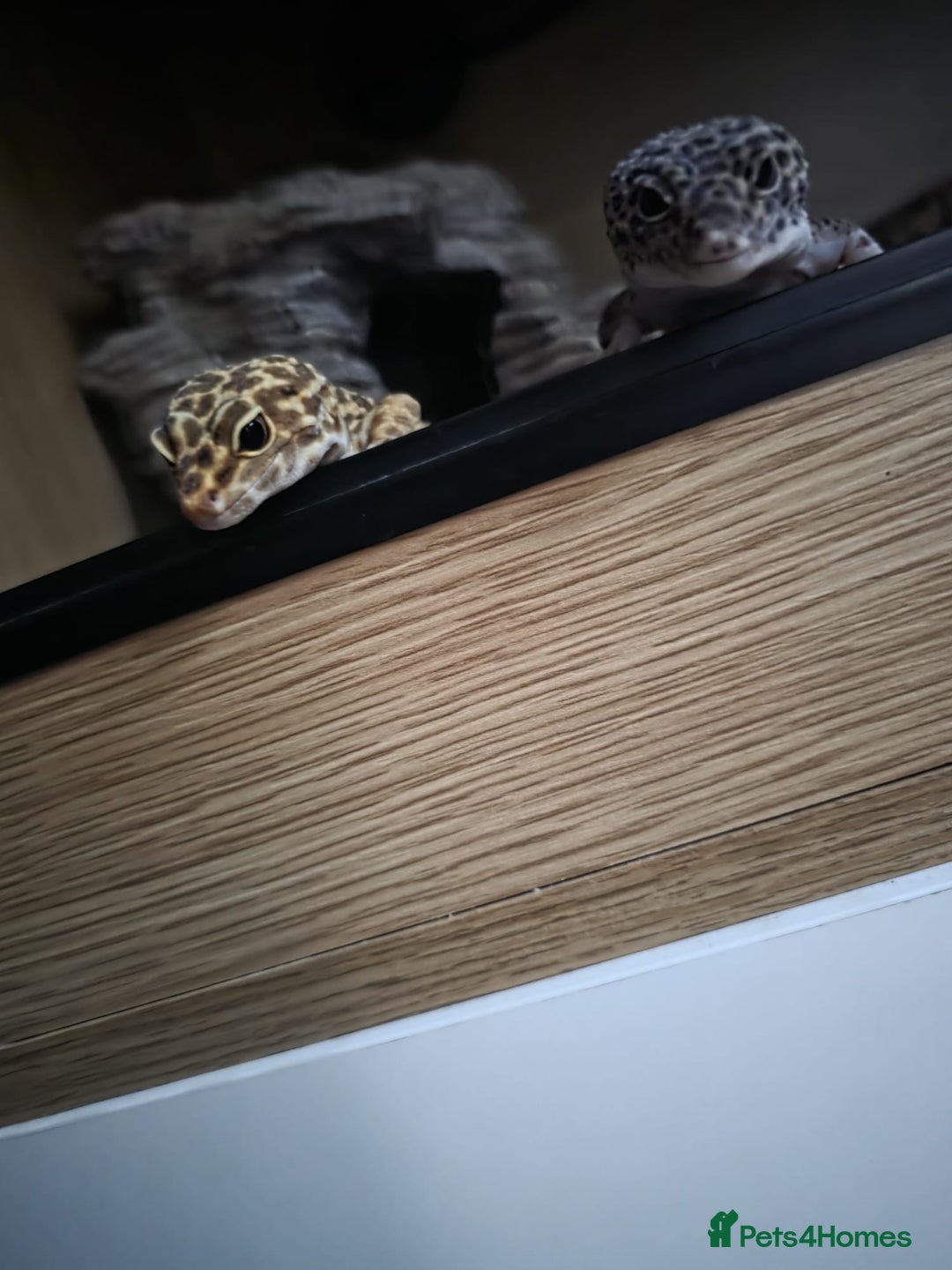 Leopard Gecko reptiles for sale: Leopard gecko for a good home - Image 5