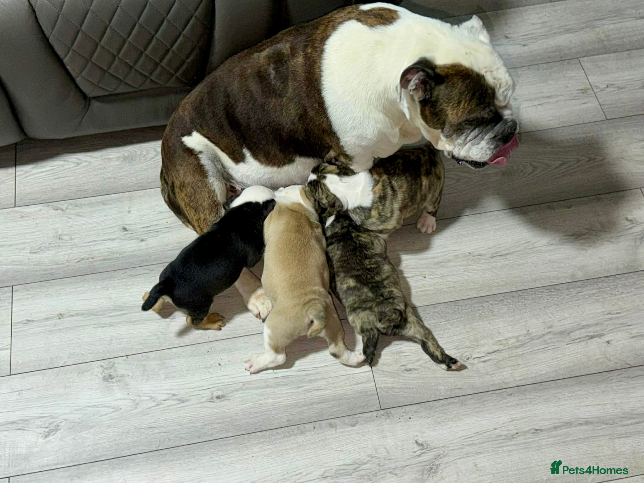 English Bulldog dogs for sale: KC registered English Bulldog Puppies  - Advert 1