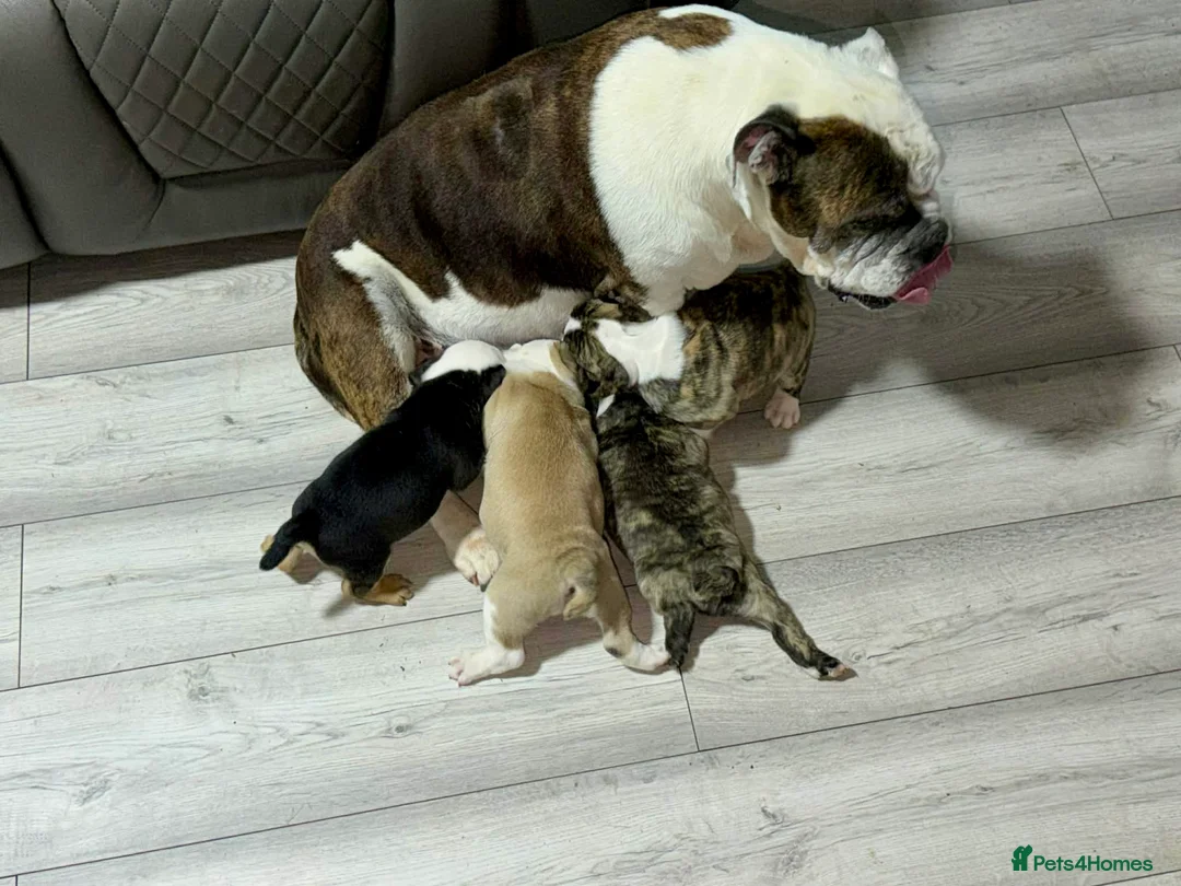 English Bulldog dogs for sale: KC registered English Bulldog Puppies  in Exeter - Advert 1