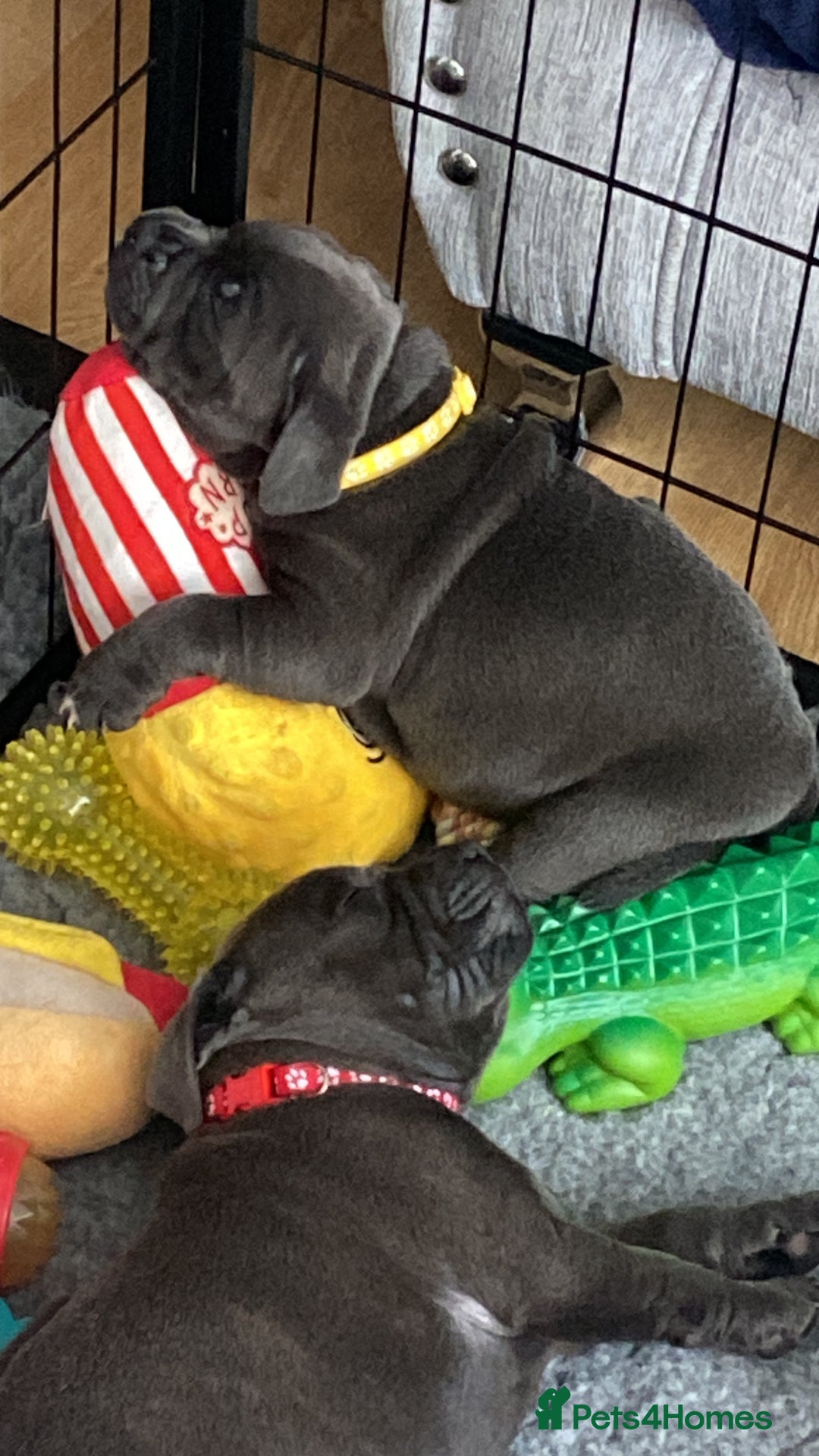 Staffordshire Bull Terrier dogs for sale: Beautiful Staffordshire bull terrier puppy’s  - Image 11