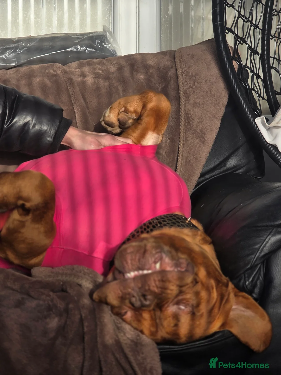 Dogue De Bordeaux dogs for sale: 3 year old female dogue de bordeaux  - Advert 5