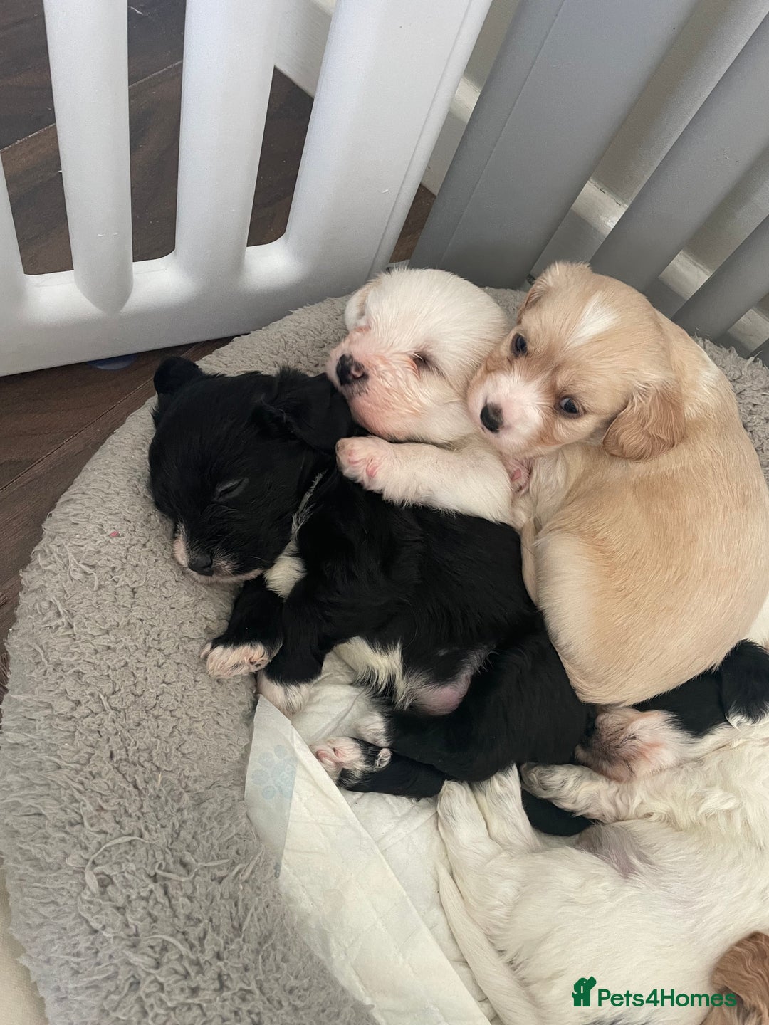 Mixed Breed dogs for sale: Cavachon x sprolli - Advert 12