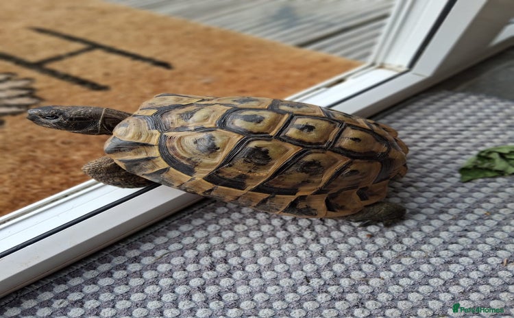 Tortoise reptiles - Advert 4