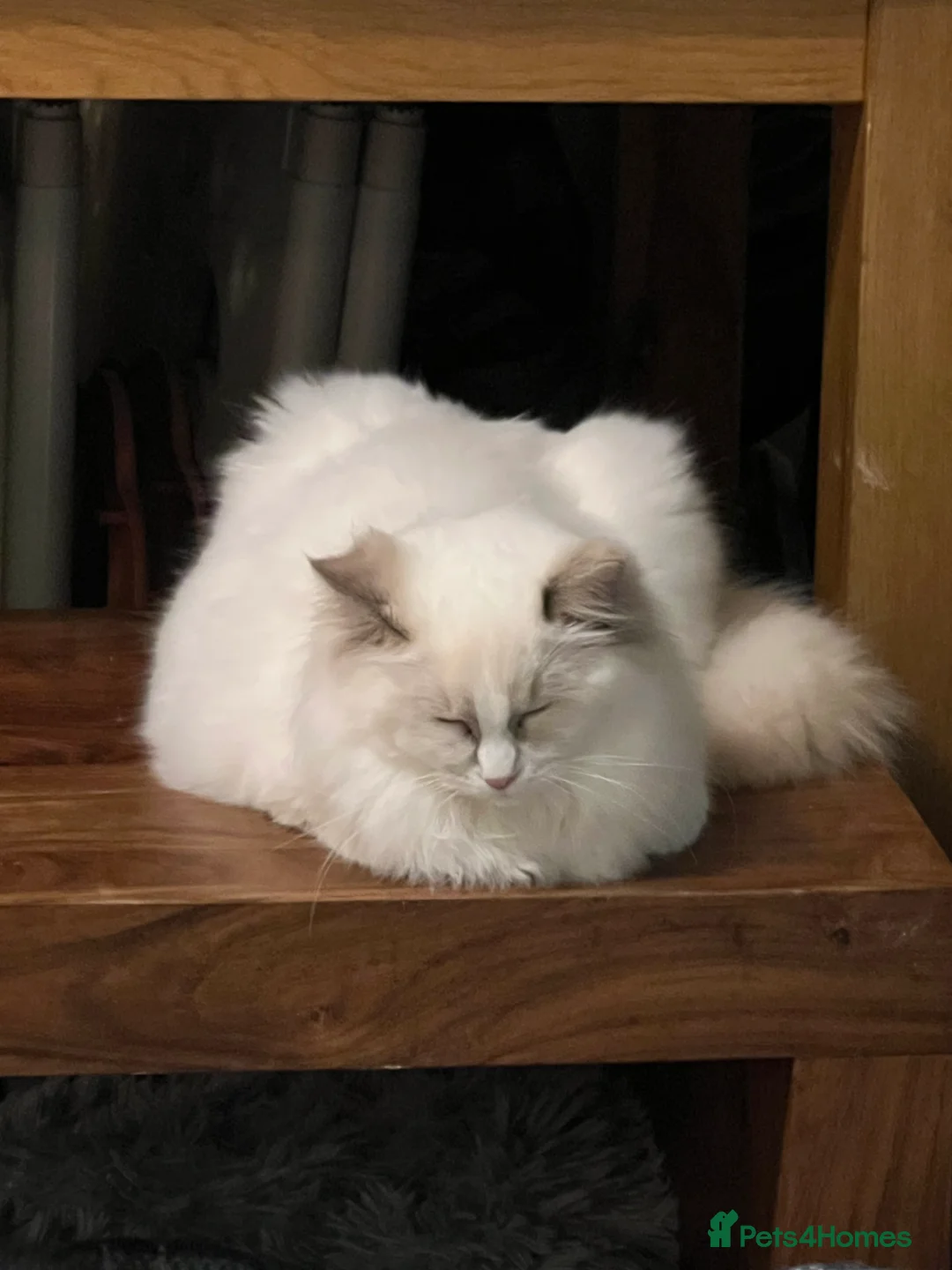 Ragdoll cats for sale: Rare blue+lilac bicolour + blue tortie kittens - Advert 24