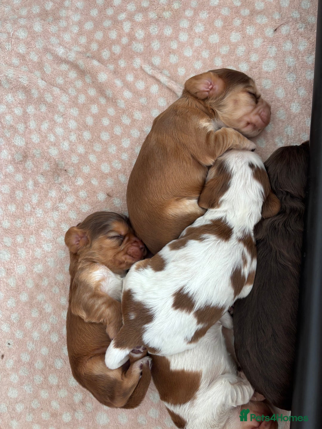 Cocker Spaniel dogs for sale: 🐶 Health-Tested Show-Type Cocke Spaniels 🐶 - Image 5