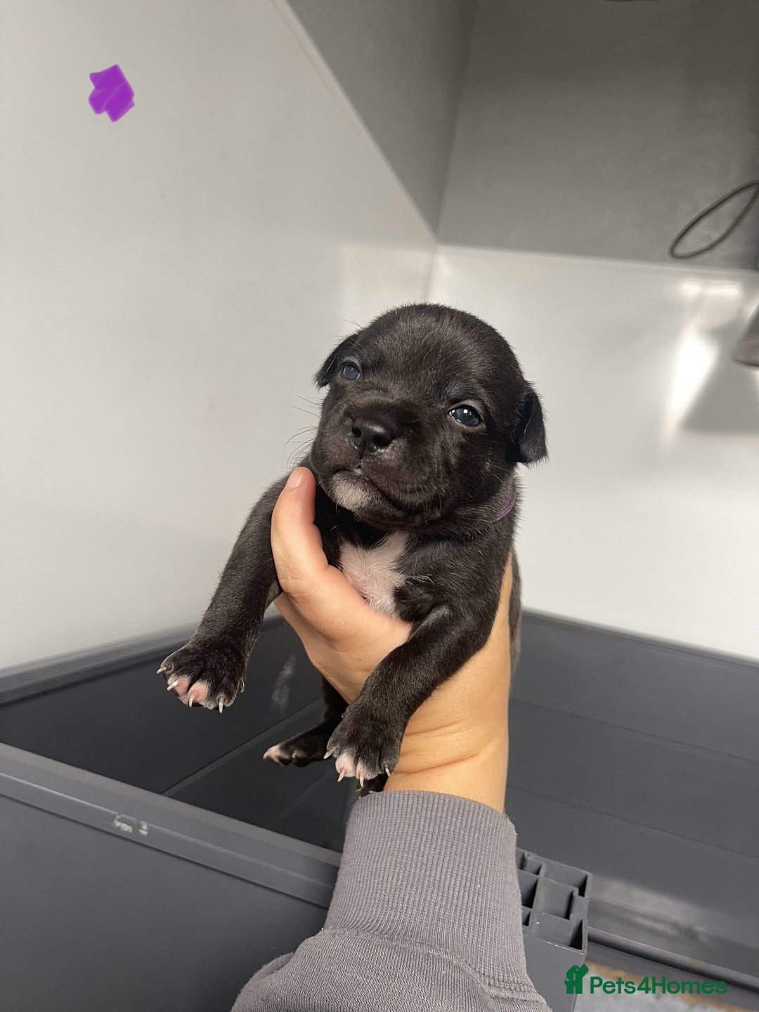 Staffordshire Bull Terrier dogs for sale: Staffordshire bull terrier puppies - Image 11