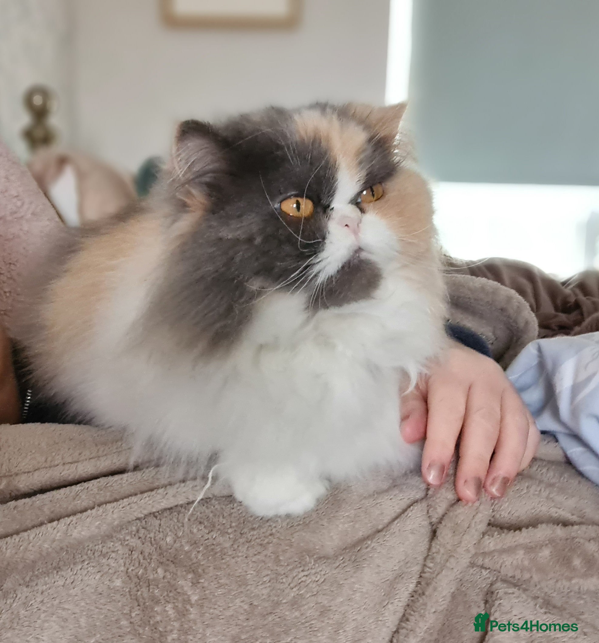 Mixed Breed cats Sweet, sassy Samara is looking for a loving home - Advert 1