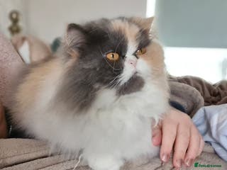 Mixed Breed cats Sweet, sassy Samara is looking for a loving home - Advert 1