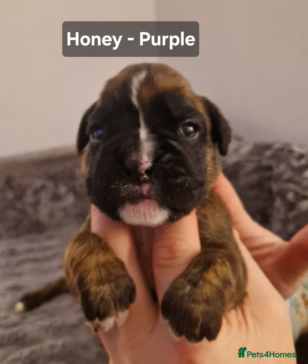 Boxer dogs for sale: 7 Beautiful Boxer Chunky Puppies - Advert 7