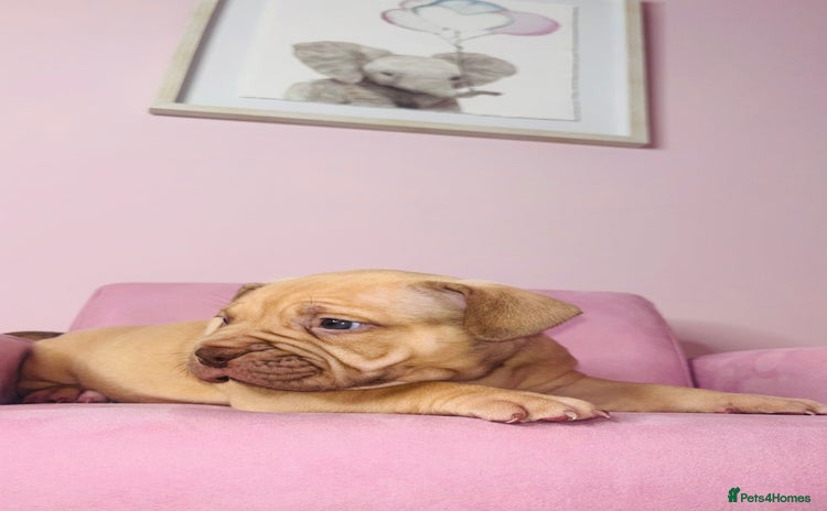 American Bully dogs Pocket bully pups ready too leave 11th dec - Advert 7