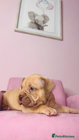 American Bully dogs Pocket bully pups ready too leave 11th dec - Advert 7
