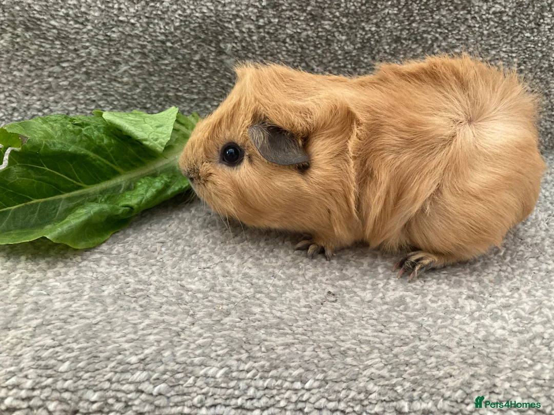 Guinea Pig rodents for sale: Lovely Baby Boars - Advert 2
