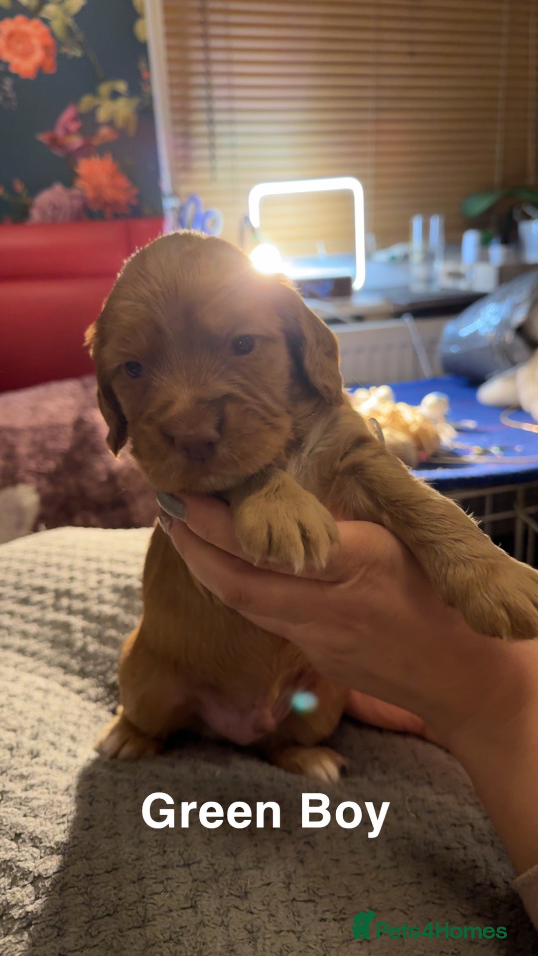 Cocker Spaniel dogs for sale: Cocker Spaniel Puppies looking for new home - Advert 6