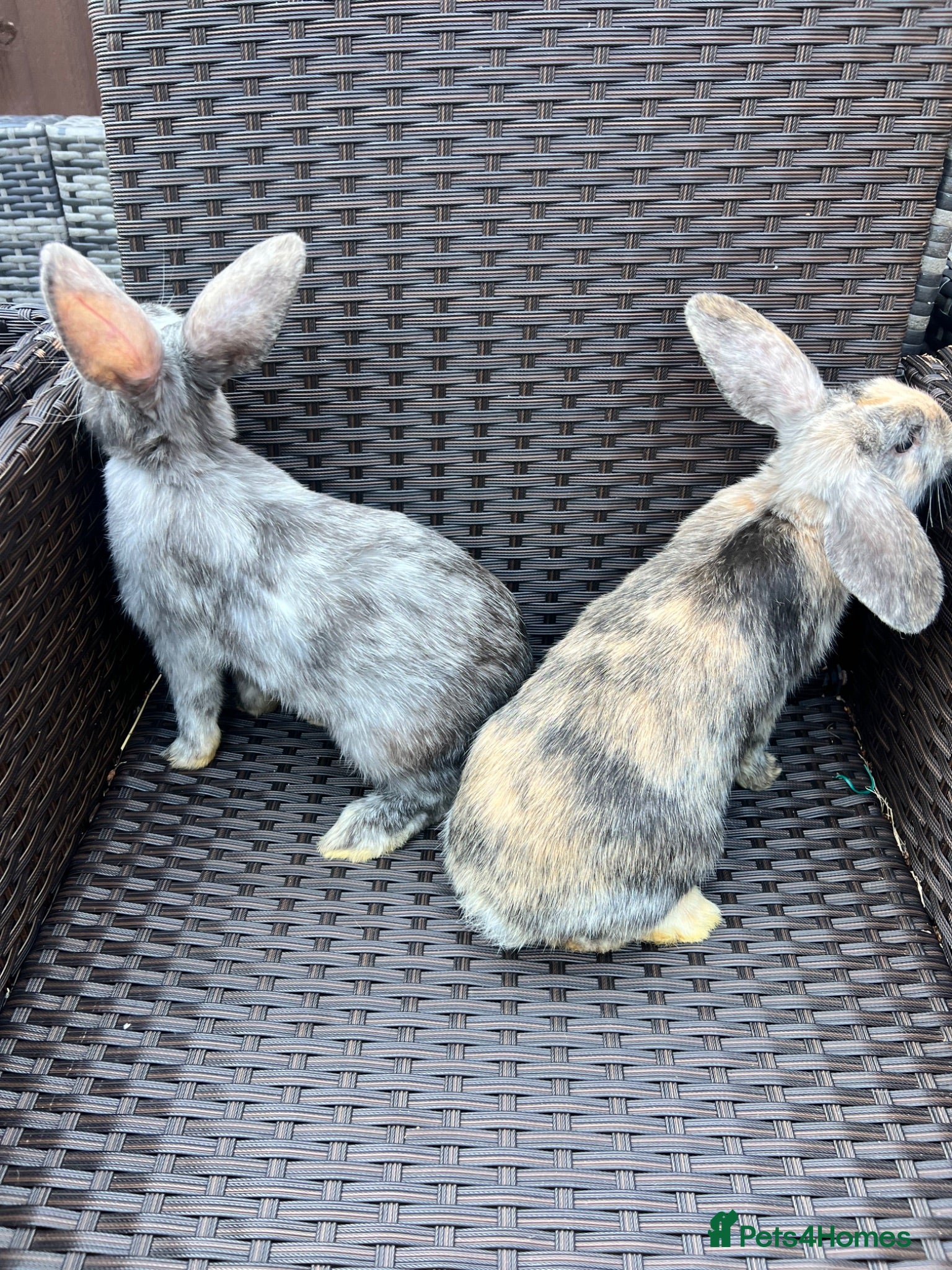 Mixed Breed rabbits Baby Dwarf Lop x Lionhead - Advert 11