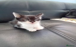 Domestic Shorthair cats for sale: 3 black and white kittens - Image 1