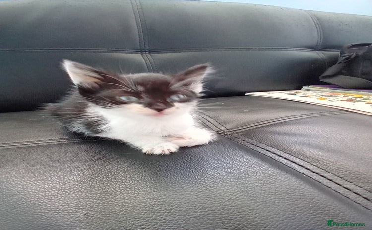 Domestic Shorthair cats - Advert 4