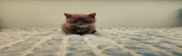 British Shorthair cats for sale: Blue British short hair X kittens  - Advert 5