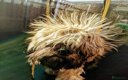 Tibetan Terrier dogs for sale: Rehoming Tibetan Terrier  - Image 4