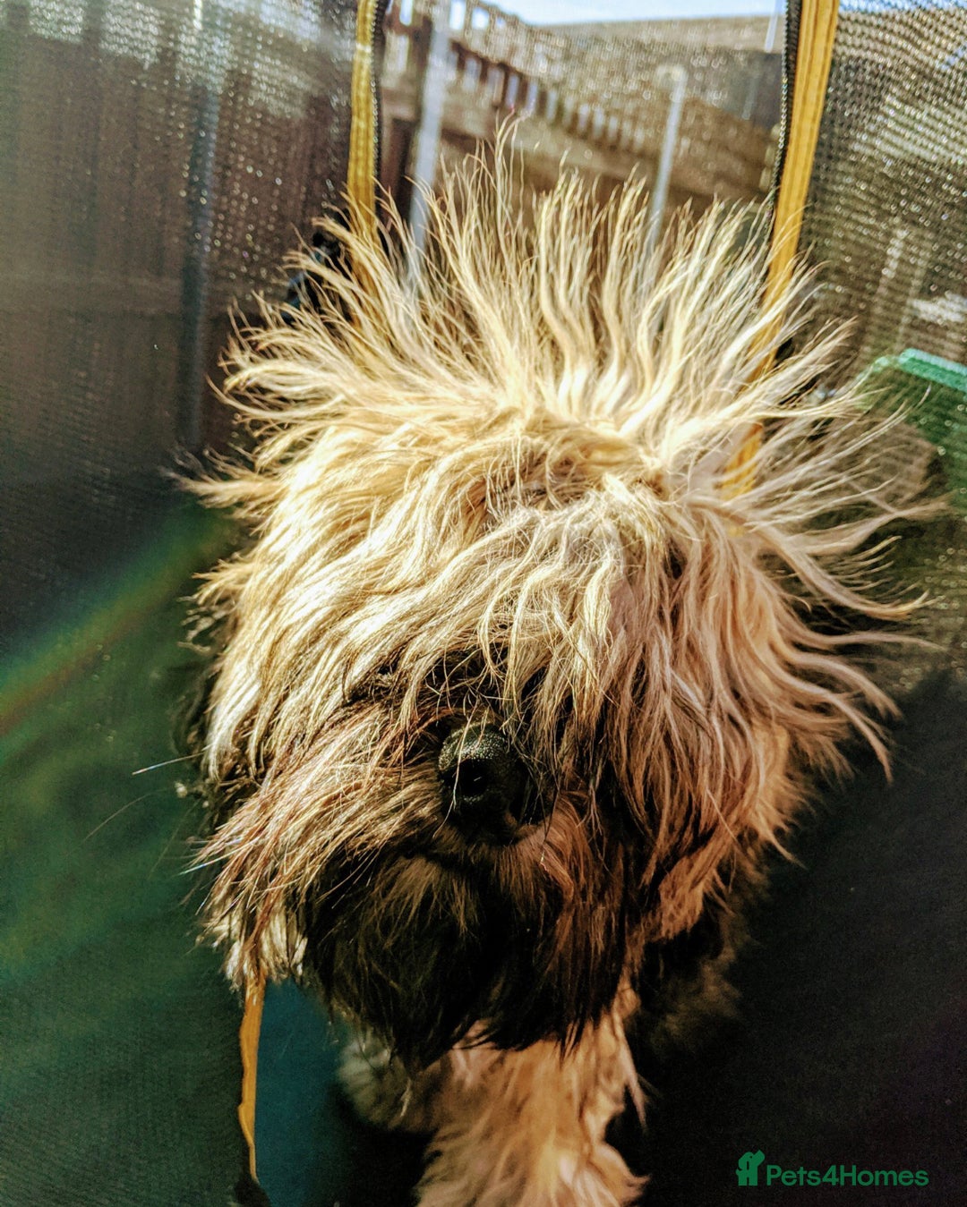 Tibetan Terrier dogs for sale: Rehoming Tibetan Terrier  - Image 4