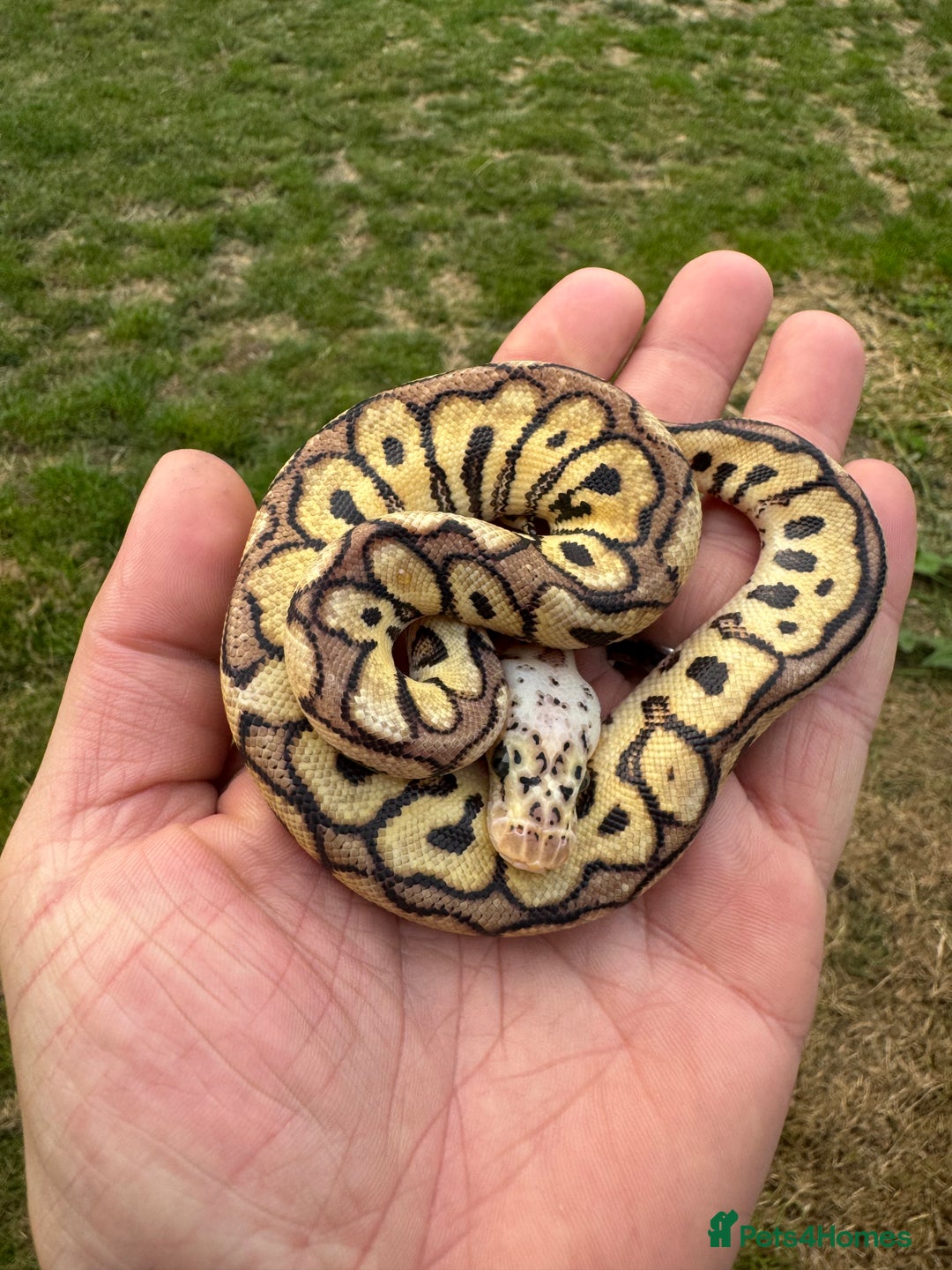 Python Snake reptiles for sale: Royal python hatchlings for sale  - Image 6