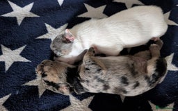 Mixed Breed dogs for sale: Stunning jack Russel cross staffy - Image 5