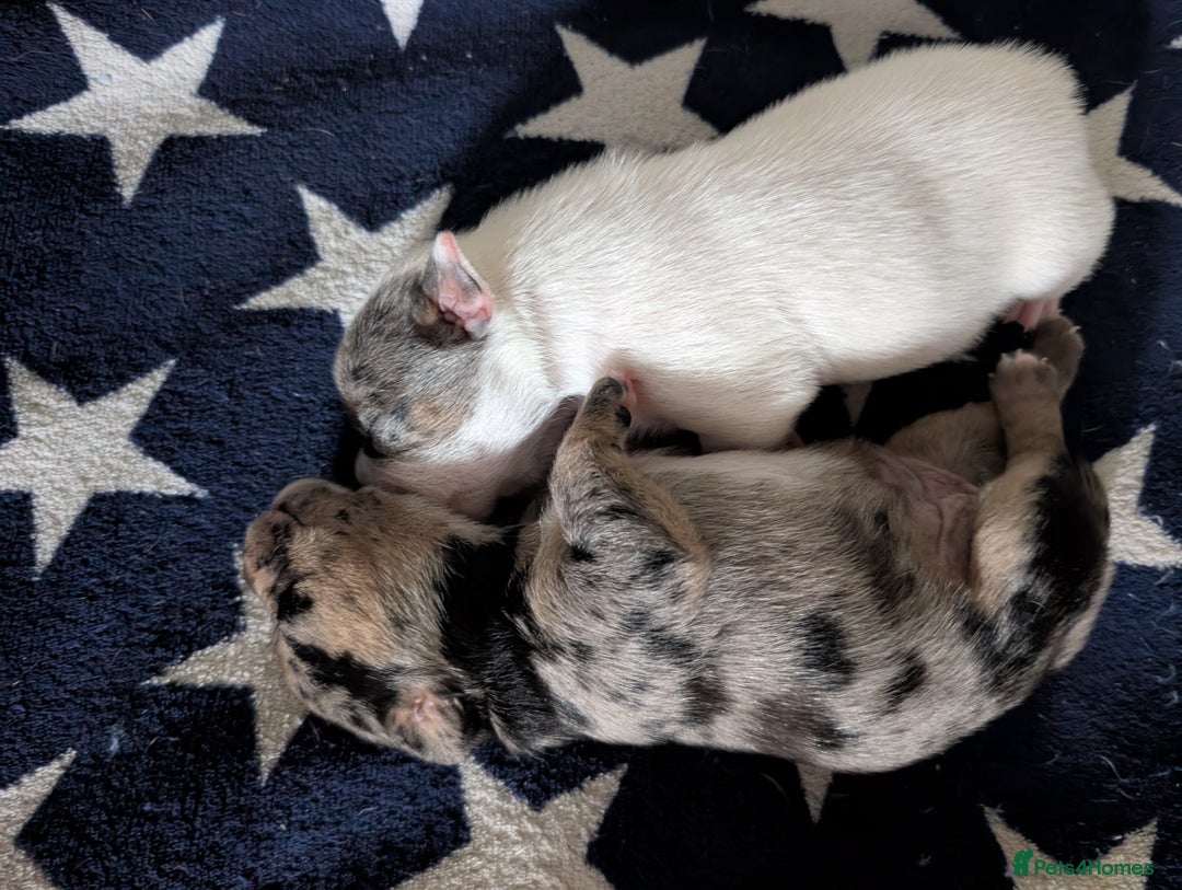Mixed Breed dogs for sale: Stunning jack Russel cross staffy - Image 5