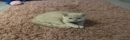 British Shorthair cats for sale: Purebred British shorthair kittens - Advert 6