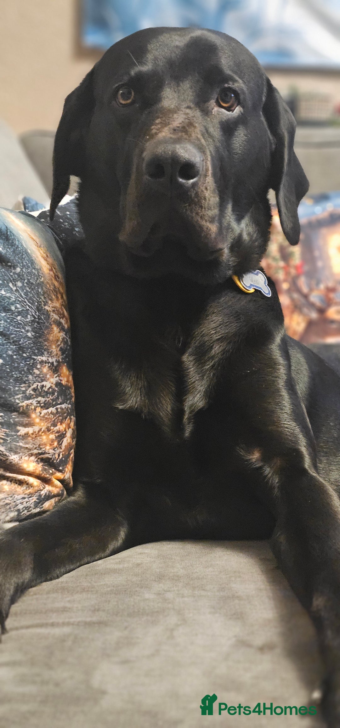 Mixed Breed dogs for sale: 2 year old weimaraner X labrador (Weimador) - Advert 3