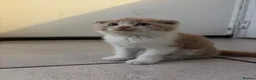 Scottish Fold cats for sale: 🐾 Beautiful Scottish Mix Kittens 🐾 - Advert 4