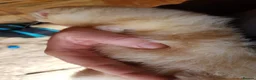 Ferret rodents for sale: 2 baby ferrets  - Advert 3