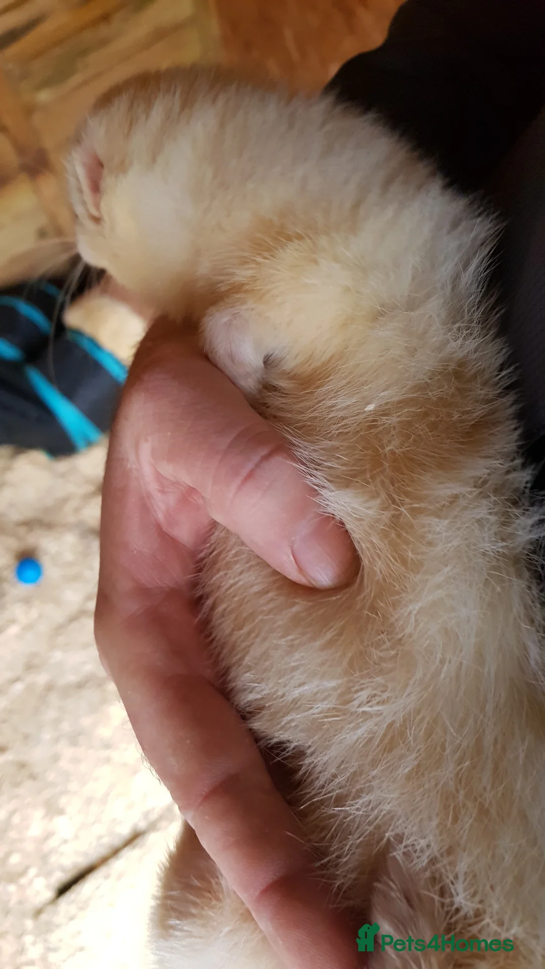Ferret rodents for sale: 2 baby ferrets  - Advert 3