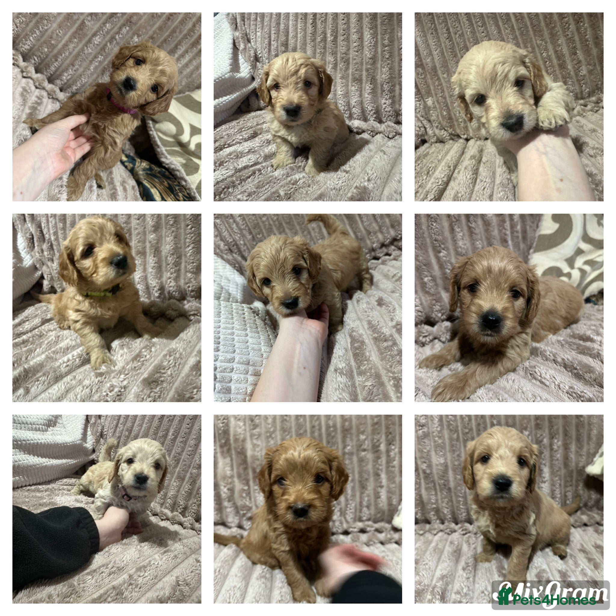 Goldendoodle dogs F1 Miniature goldendoodles  - Advert 5