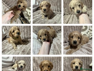 Goldendoodle dogs F1 Miniature goldendoodles - Advert 3