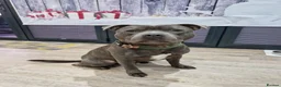 Staffordshire Bull Terrier dogs for stud: FOR STUD – Blue Staffordshire Bull Terrier. in Morecambe - Advert 10