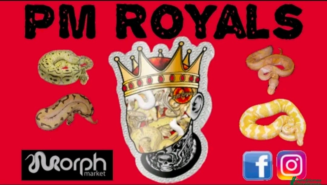 Python Snake reptiles  Various ball pythons  - Advert 3