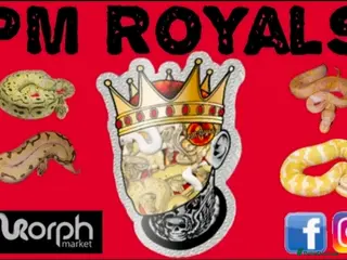 Python Snake reptiles Various ball pythons - Advert 12