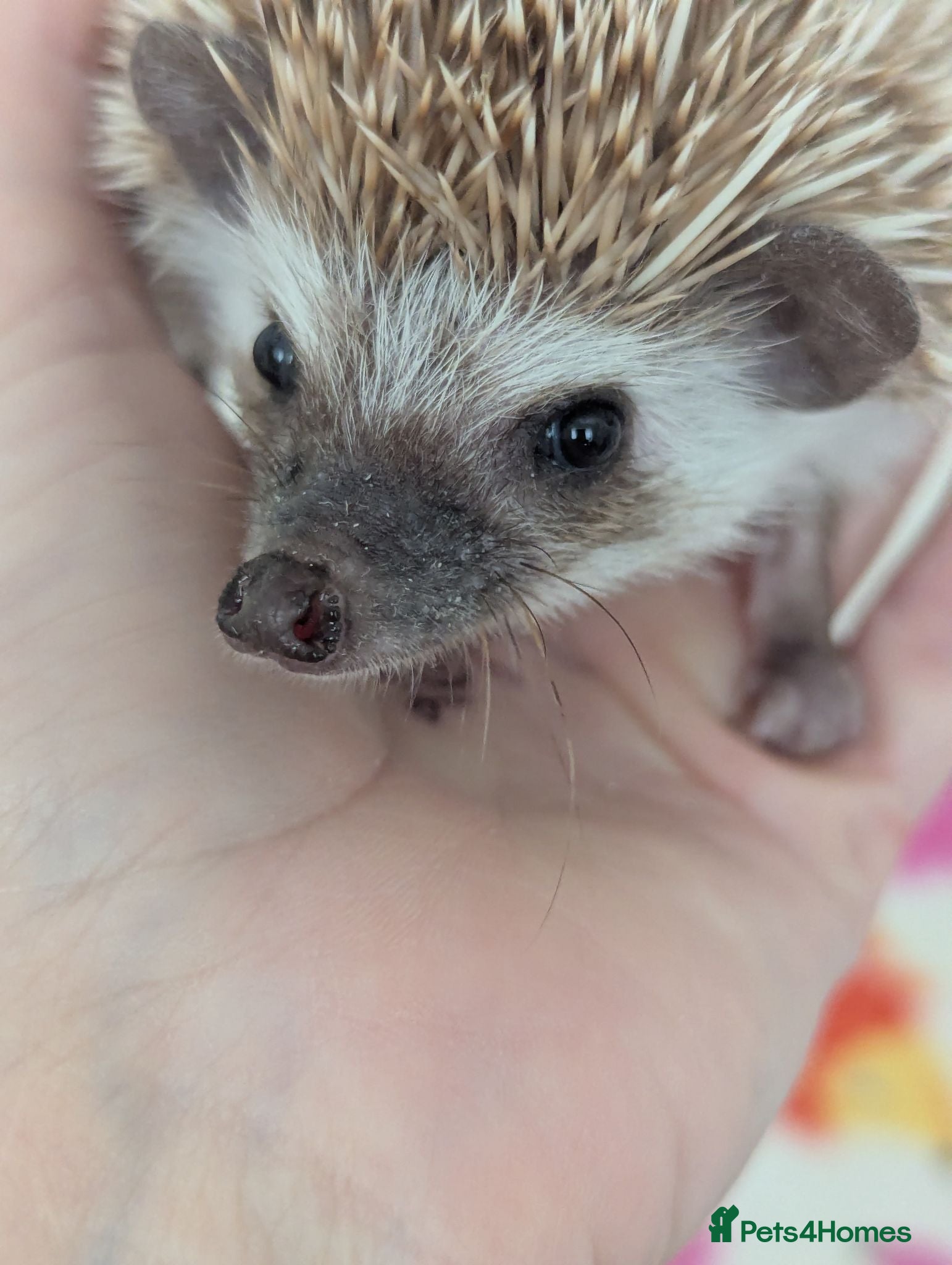 Pygmy Hedgehog rodents Reduced!!! 3 Stunning Females. Ready Now!!!! - Advert 1