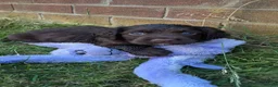 Sprocker dogs for sale: Sprocker puppies READY NOW - Advert 19