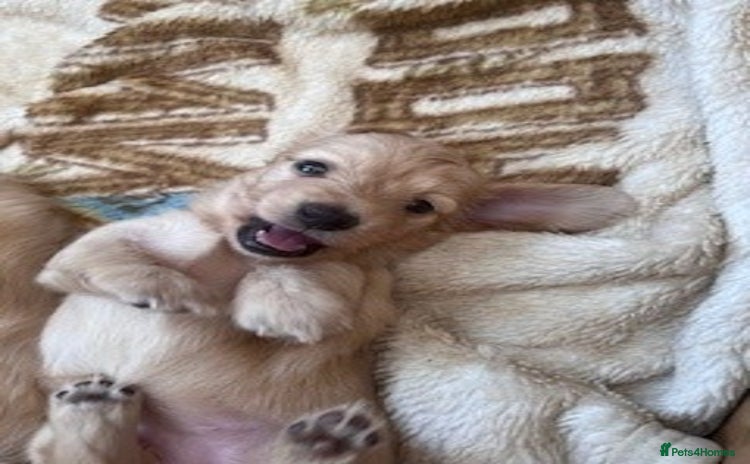 Miniature Dachshund dogs - Advert 5