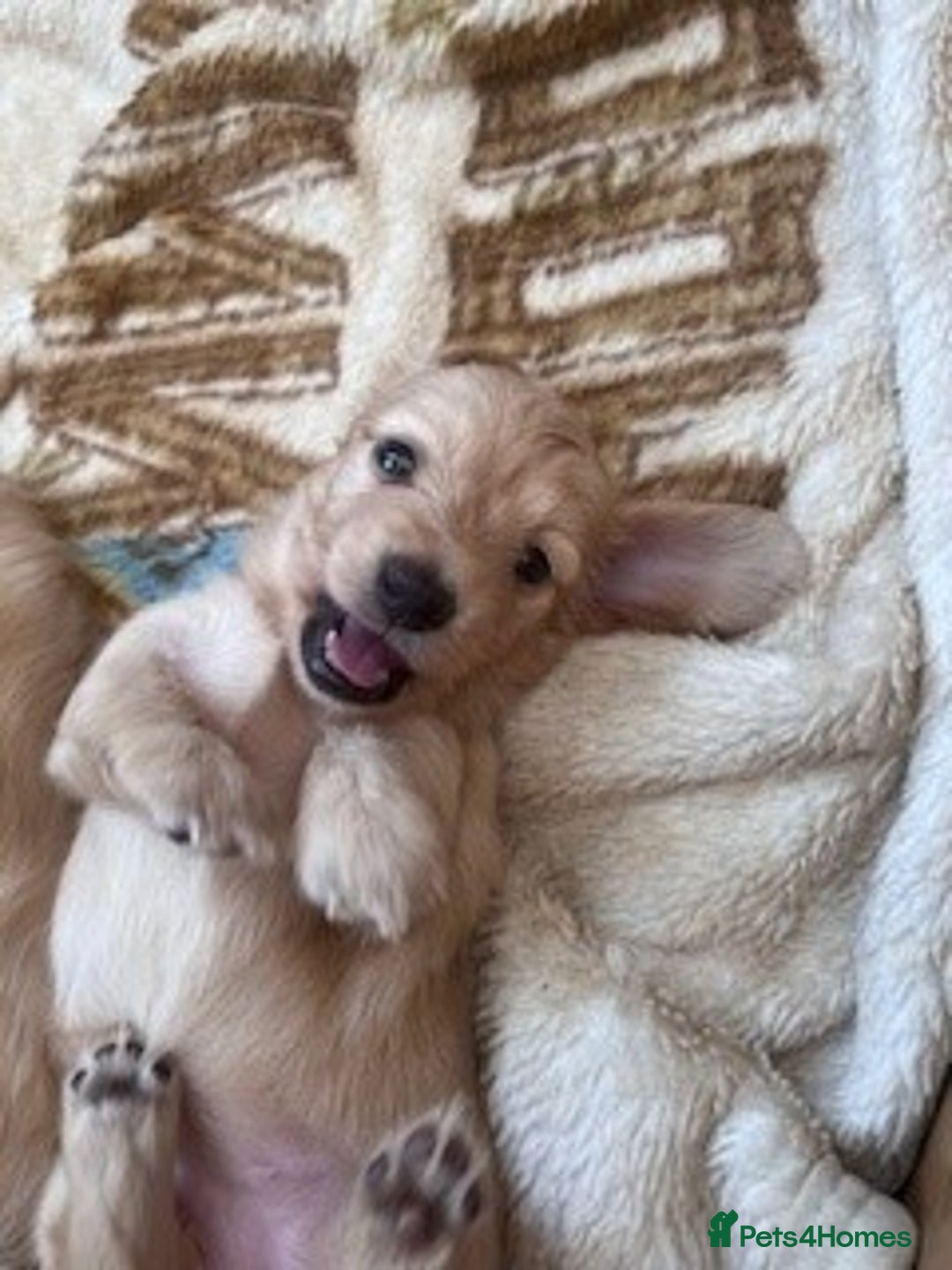 Miniature Dachshund dogs for sale: English Cream Miniature Dachshund Puppys - Image 1